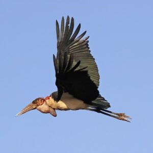 Second Largest Animals Marabou stork