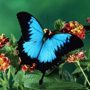 Second Largest Animals Ulysses butterfly