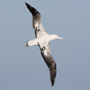 World Animal Day Quiz Albatross