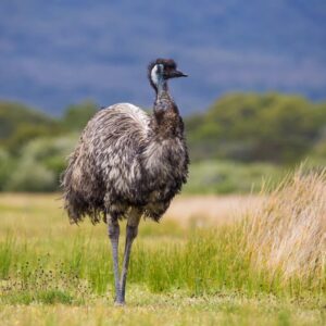Second Largest Animals Emu