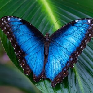 Second Largest Animals Morpho butterfly