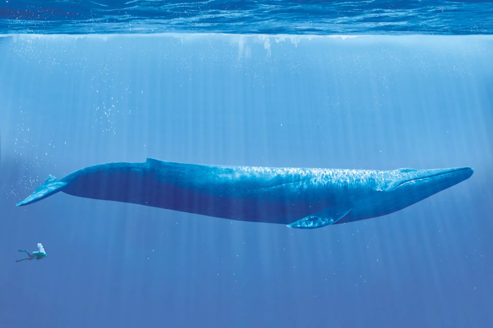Second Largest Animals blue whale