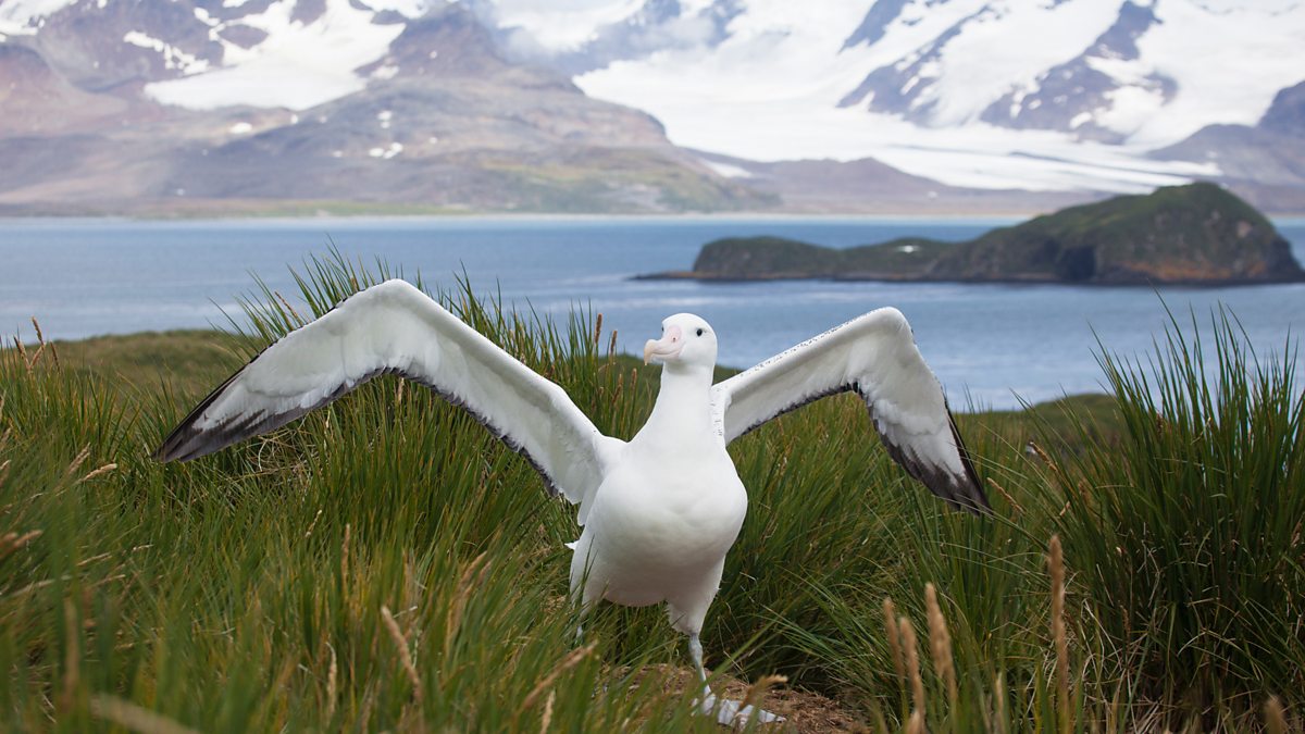 Second Largest Animals Wandering Albatross