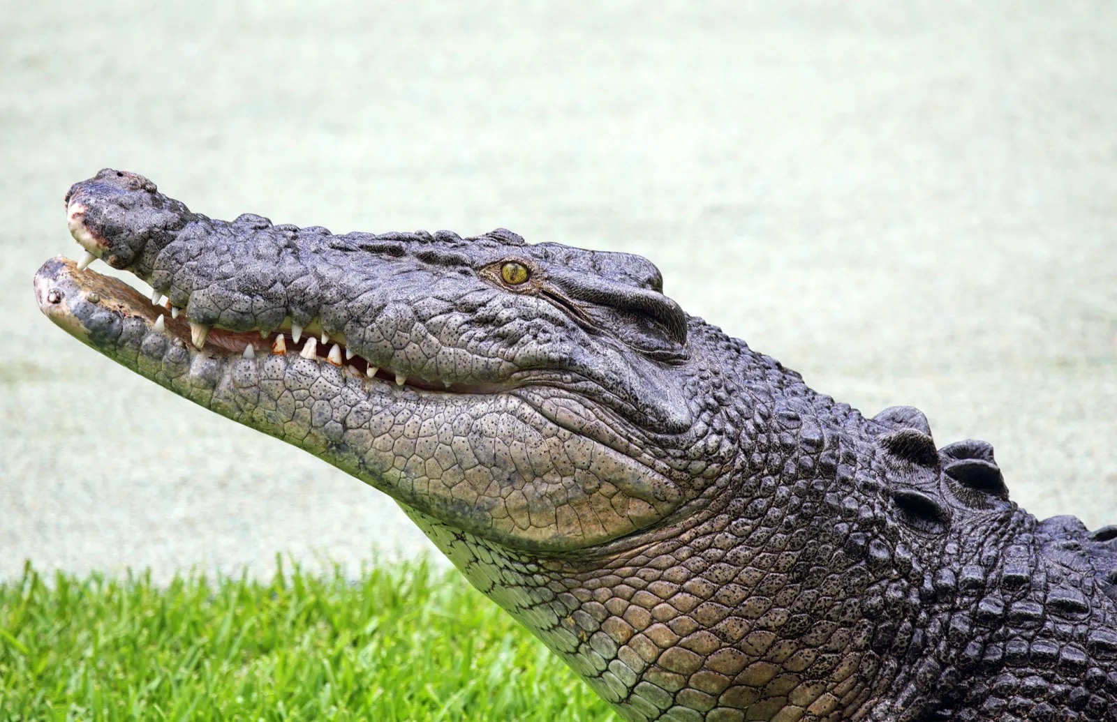 Second Largest Animals Saltwater crocodile