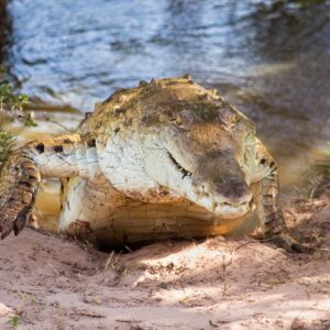 Second Largest Animals Orinoco crocodile