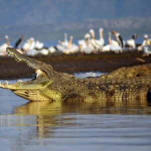 Second Largest Animals Nile crocodile