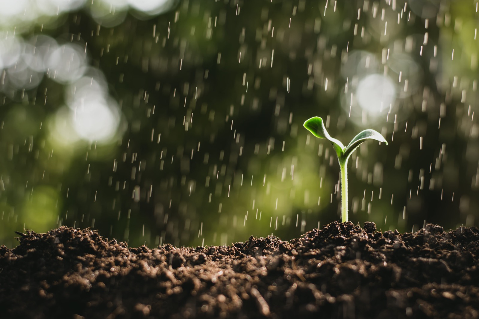 What Gemstone Am I? Quiz Seedlings Petrichor rainfall plant mud