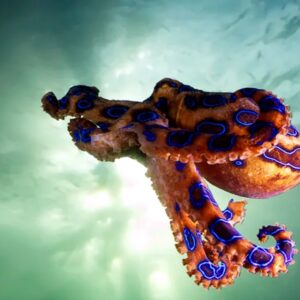 Beach Vacation Trivia Quiz Blue-ringed octopus