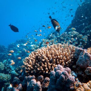 Fursona Quiz Coral Reef