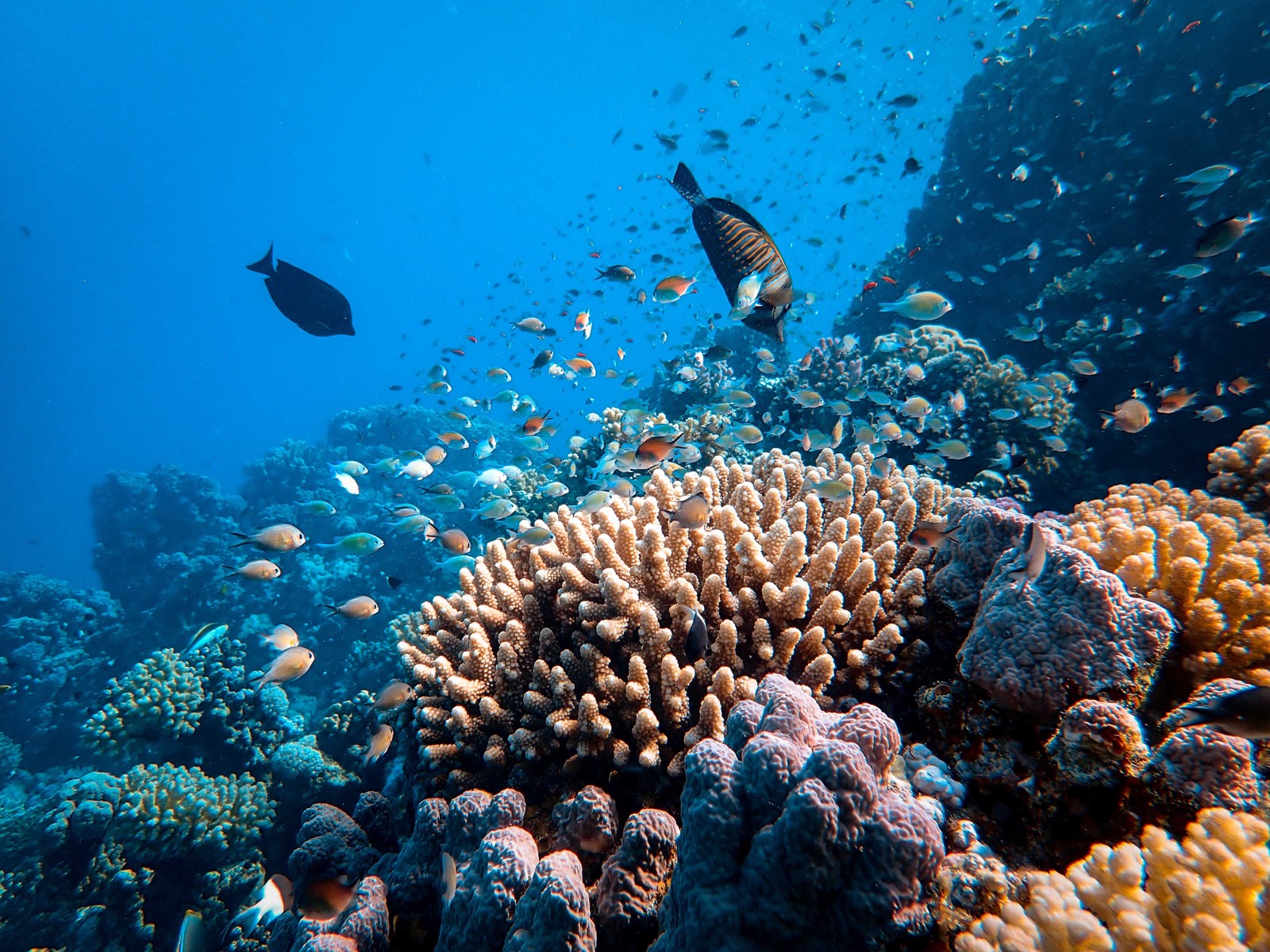 Beach Vacation Trivia Quiz Coral reef underwater