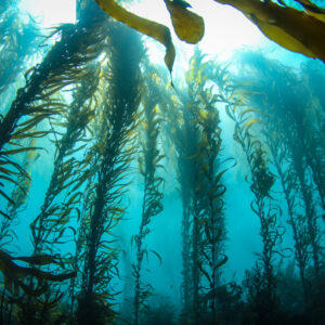 Sea Trivia In kelp forests