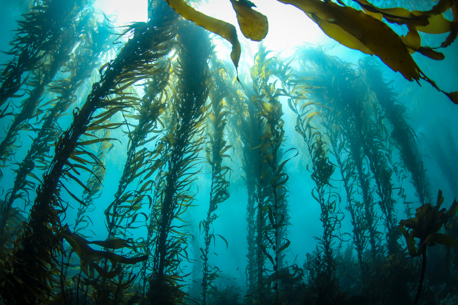 Patronus Quiz Kelp forests