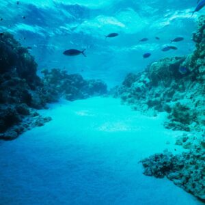 Sea Trivia On the sandy ocean floor