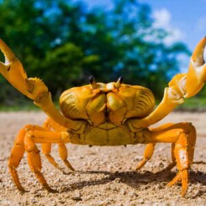 22 Trivia Questions & Answers From Boogers To Black Forest Quiz Crab