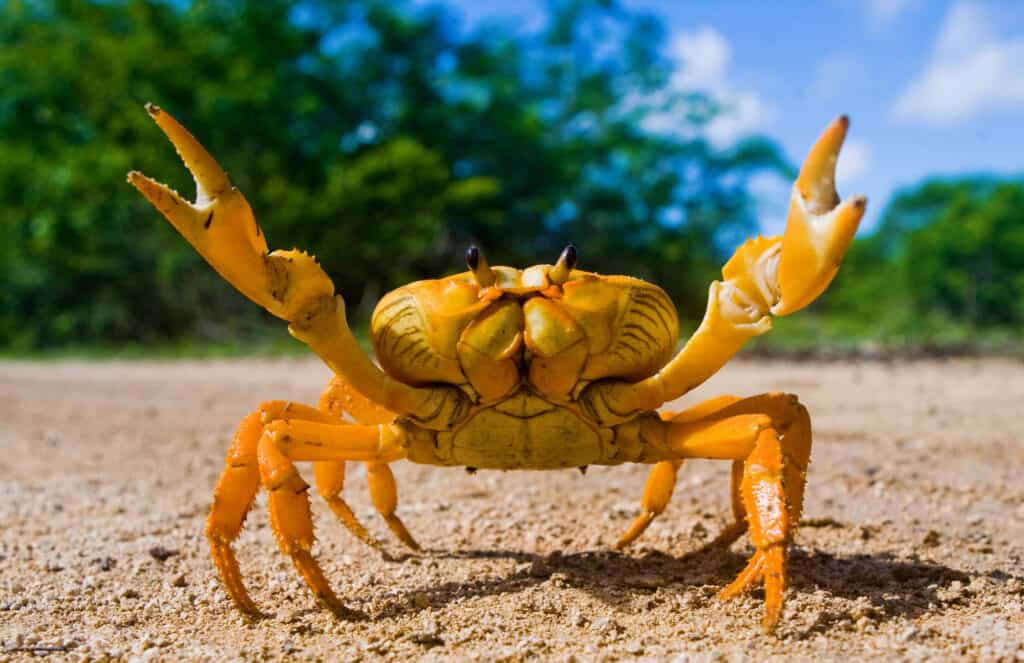 Quiz Answers Beginning With C Crab