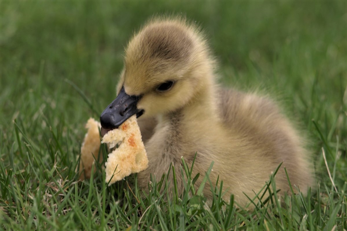 Bread Trivia Quiz Duckling bread