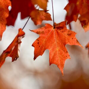 Autumn Trivia Quiz Maple
