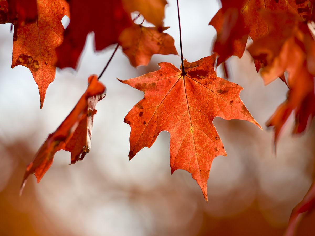 Autumn Trivia Quiz Maple leaf