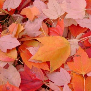 Autumn Jeopardy Quiz November