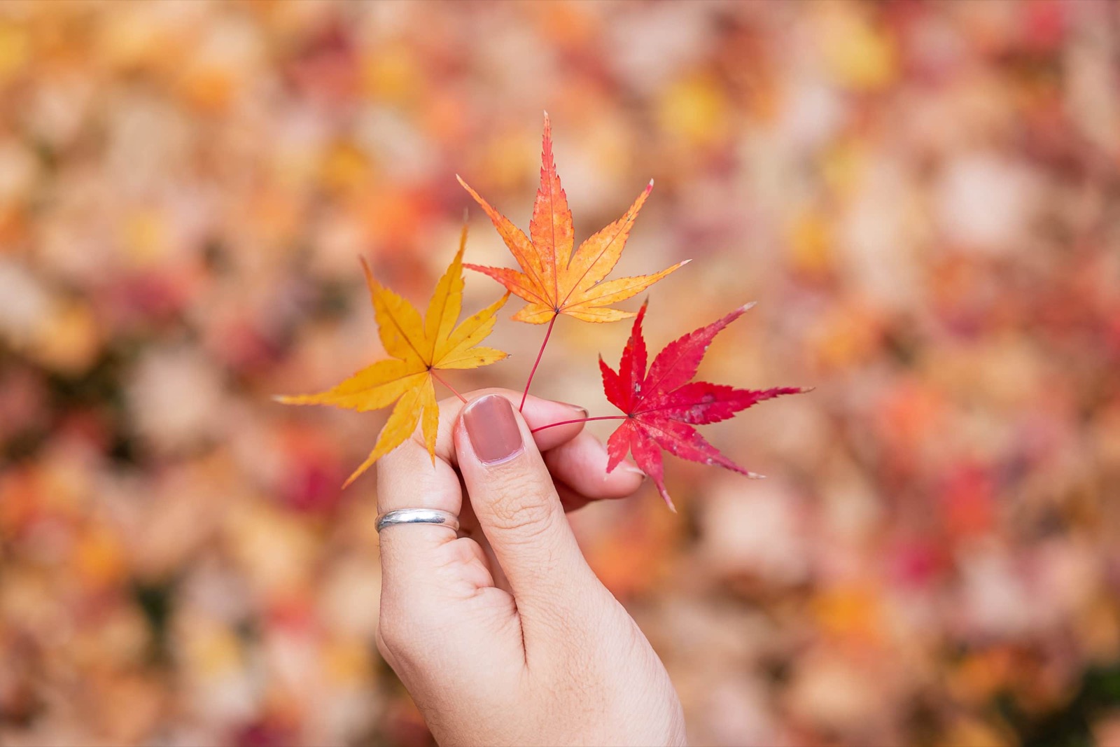 Five Senses Quiz Autumn leaves