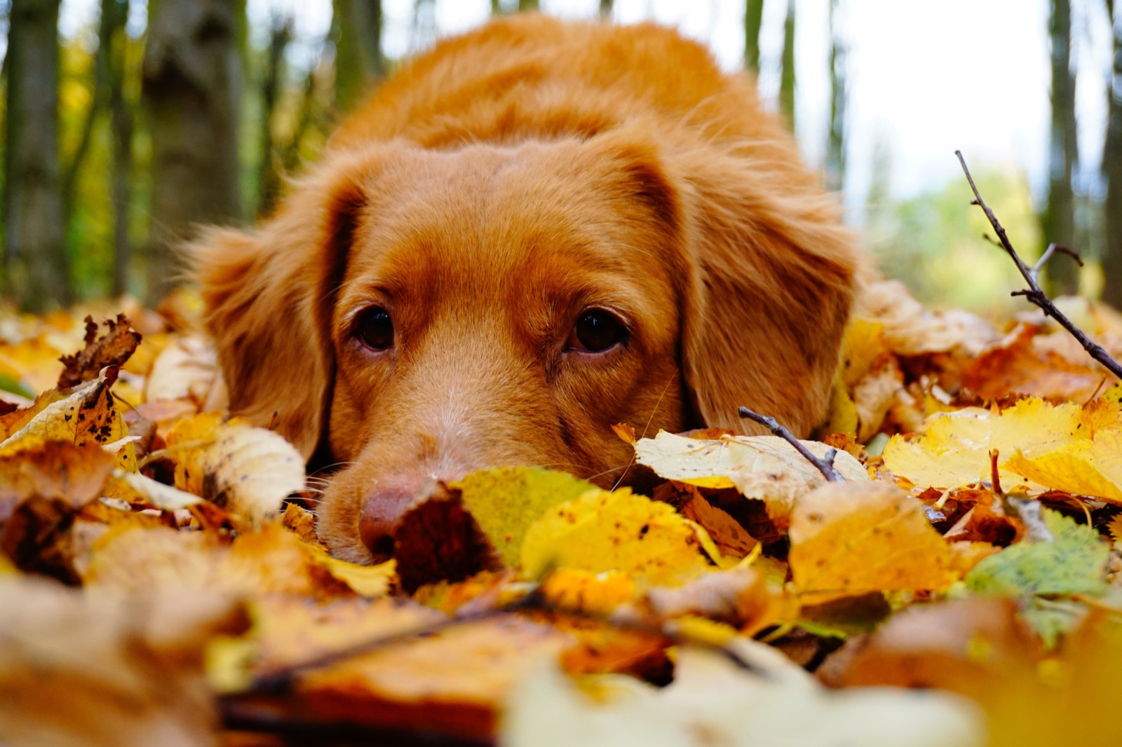 You got 10 out of 22! 22 Autumn-Themed Geography Questions to Prove You’re a Fall Genius