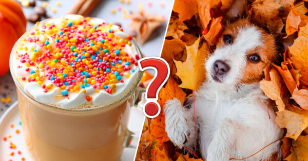 From Pumpkin Spice to Falling Leaves 🍂: Test Your Autumn IQ with this Seasonal Quiz