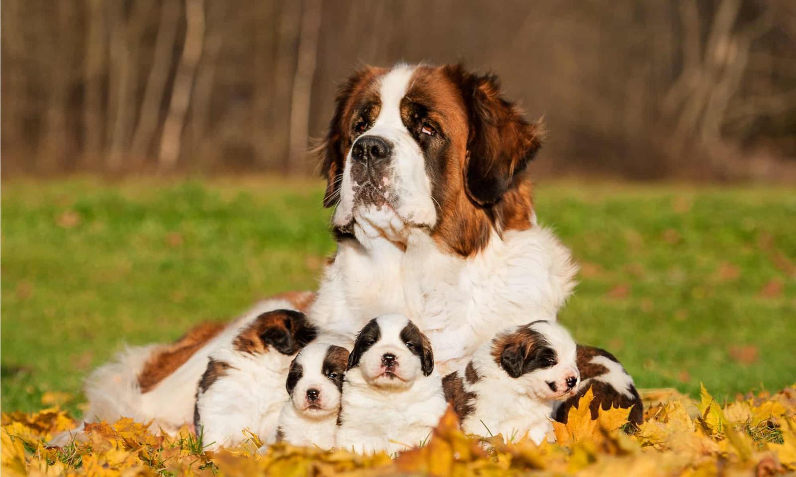 Which Big Dog And Small Dog Are You A Combination Of? 🐶 Quiz St. Saint Bernard