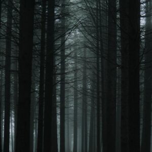 Which Spooky Family Do You Belong In? Quiz Dark forest