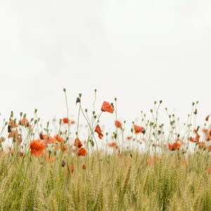 Fall Activities Quiz Run through a flower field