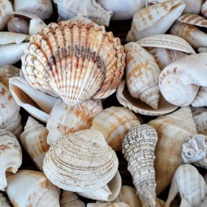 Fursona Quiz Collecting Seashells