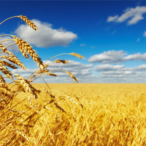 Percy Jackson Godly Parent Quiz Harvest season