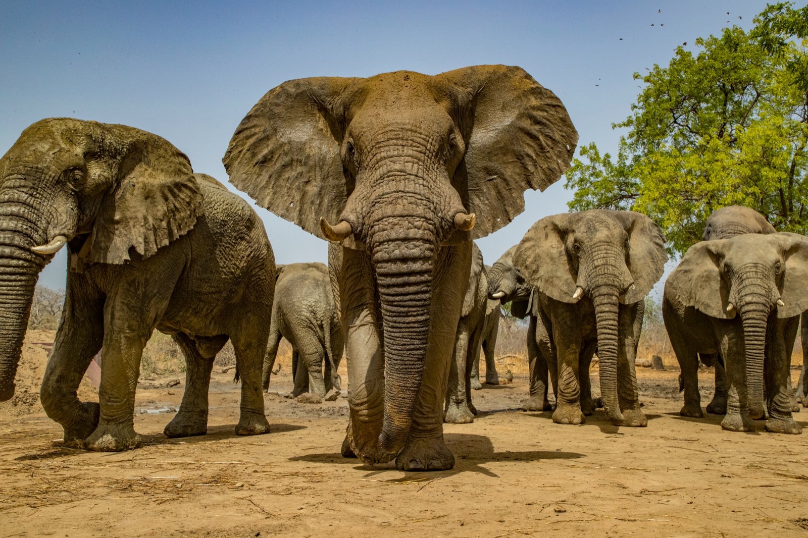 African elephants, Zakouma National Park, Chad