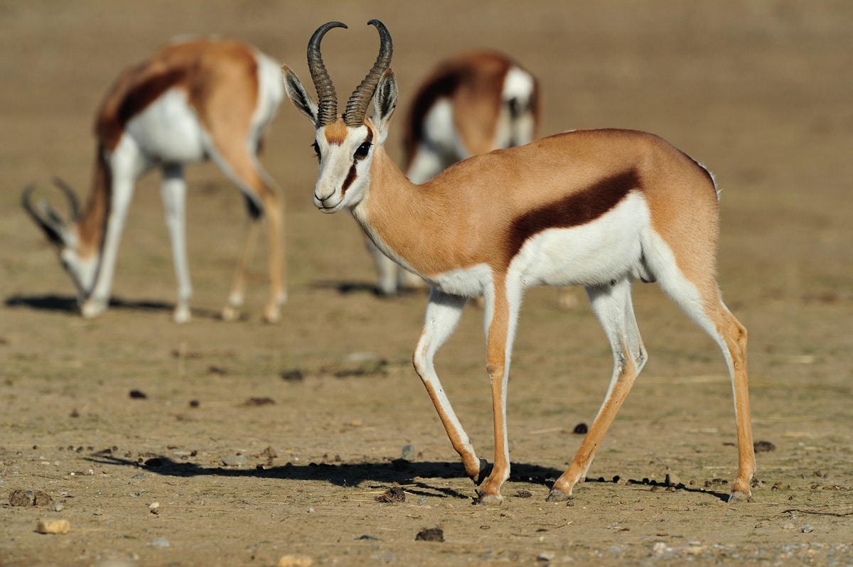 African Countries In 3 Clues Springbok