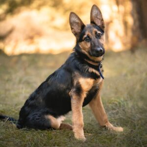 G Trivia Quiz German Shepherd