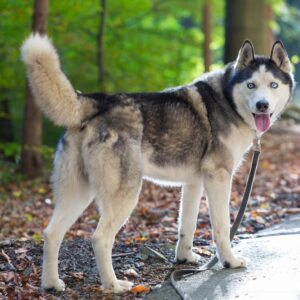 Cat Or Dog Breed Quiz Dog