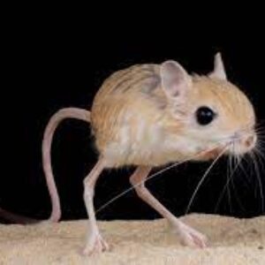 Alphabet Animals Pet Quiz Jerboa