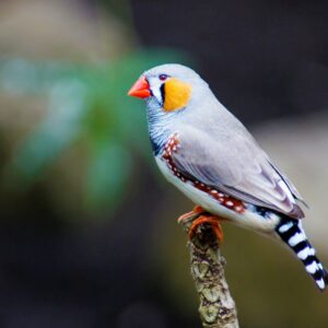 Alphabet Animals Pet Quiz Zebra finch