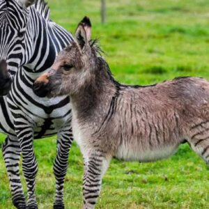 Alphabet Animals Pet Quiz Zonkey (Zebra + Donkey)