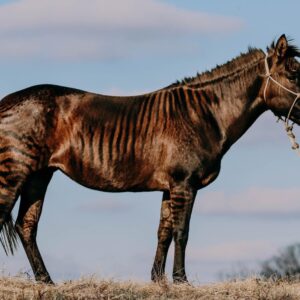 Alphabet Animals Pet Quiz Zorse (Zebra + Horse)