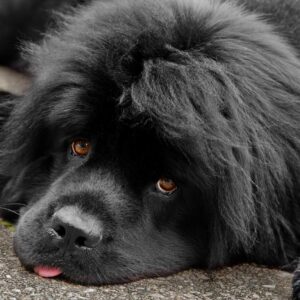 Alphabet Animals Pet Quiz Newfoundland dog