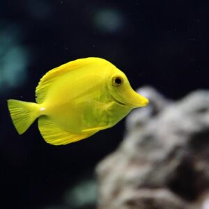 Alphabet Animals Pet Quiz Yellow tang