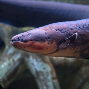 Alphabet Animals Pet Quiz Electric eel