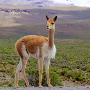 Alphabet Animals Pet Quiz Vicuña