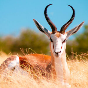 Alphabet Animals Pet Quiz Antelope