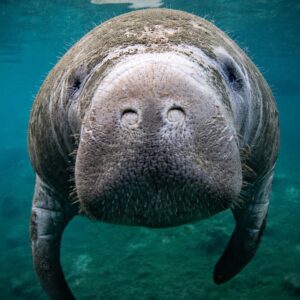 Alphabet Animals Pet Quiz Manatee