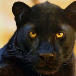 Alphabet Animals Pet Quiz Panther