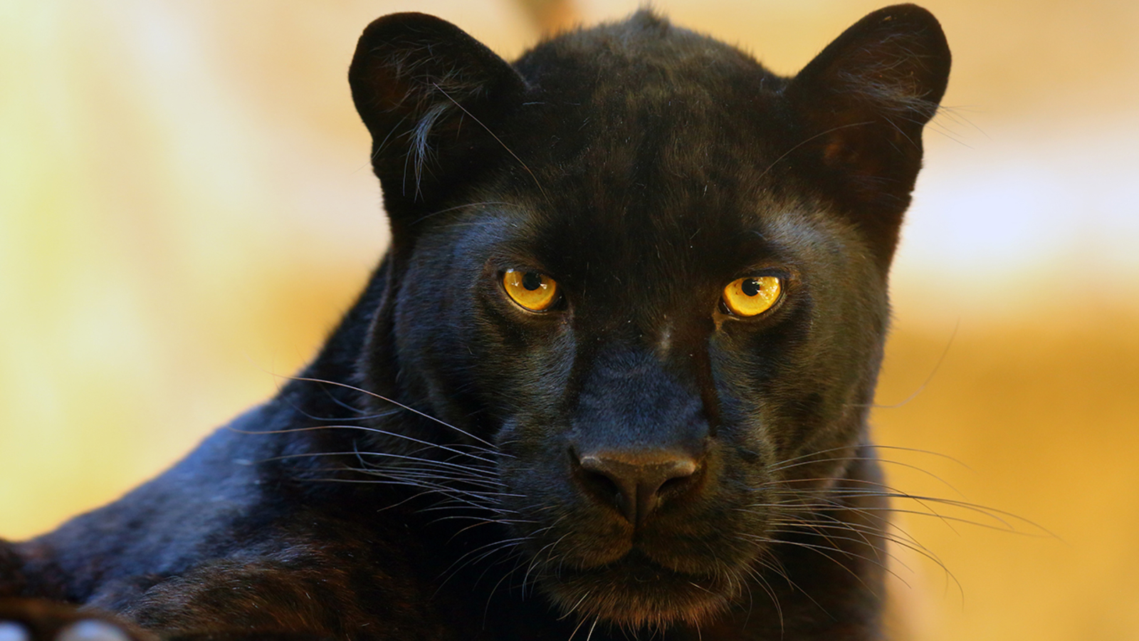 Panther