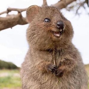 Which Bear Breed Are You? Quiz Quokka