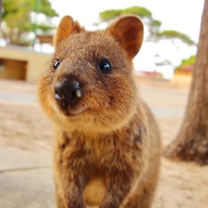 Alphabet Animals Pet Quiz Quokka