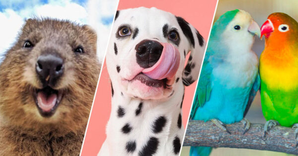 Handpick an Animal for Every Letter of the Alphabet and We’ll Reveal Your Ideal Trio of Pets 🐶🐱🐰